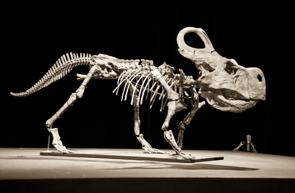 Protoceratops skeleton
