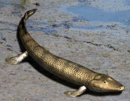 reconstruction of Tiktaalik roseae