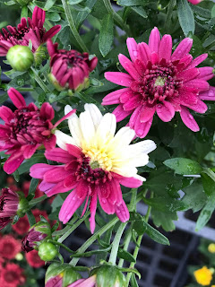 group of magenta flowers and one which is half magenta and half cream