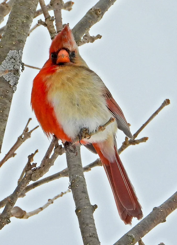 Northern Cardinal bird which is red on its right side and cream on its left