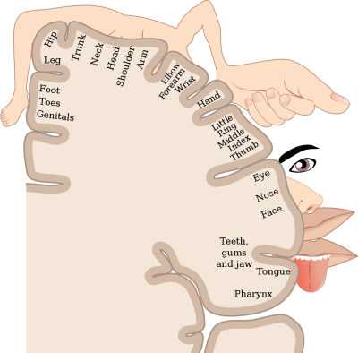 diagram of how body-parts map to the areas of the brain which process sensation from them