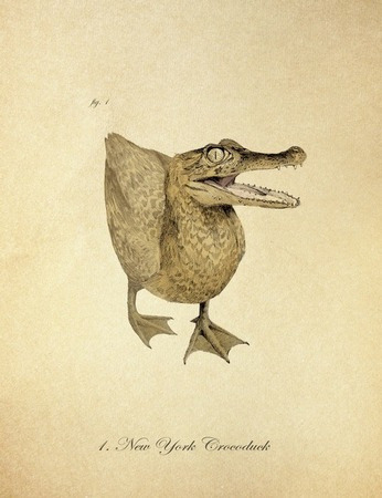 drawing of crocodile-headed duck, made to look like a plate from a Victorian nature book