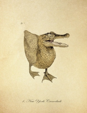drawing of crocodile-headed duck, made to look like a plate from a Victorian nature book
