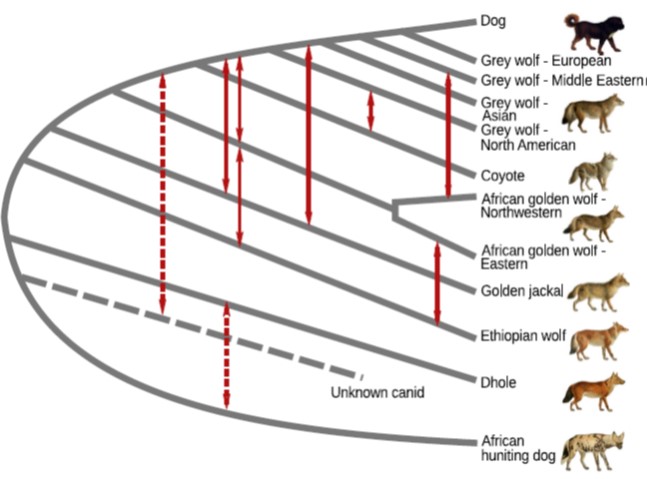 diagram showing past hybridisation between the ancestors of modern canine species