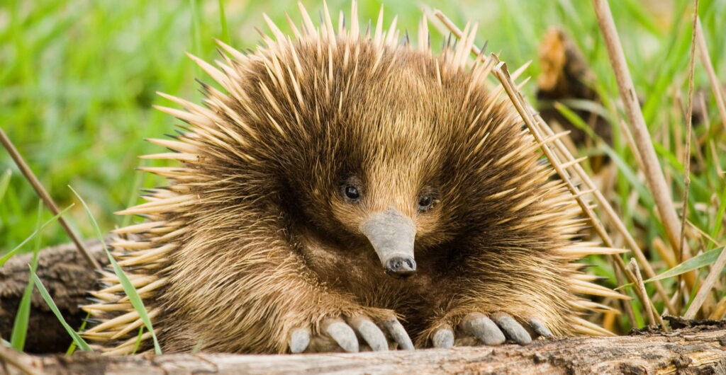 echidna looking over log