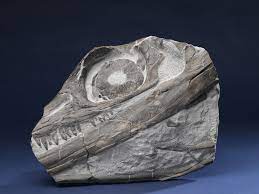 broken Ichthyosaur skull