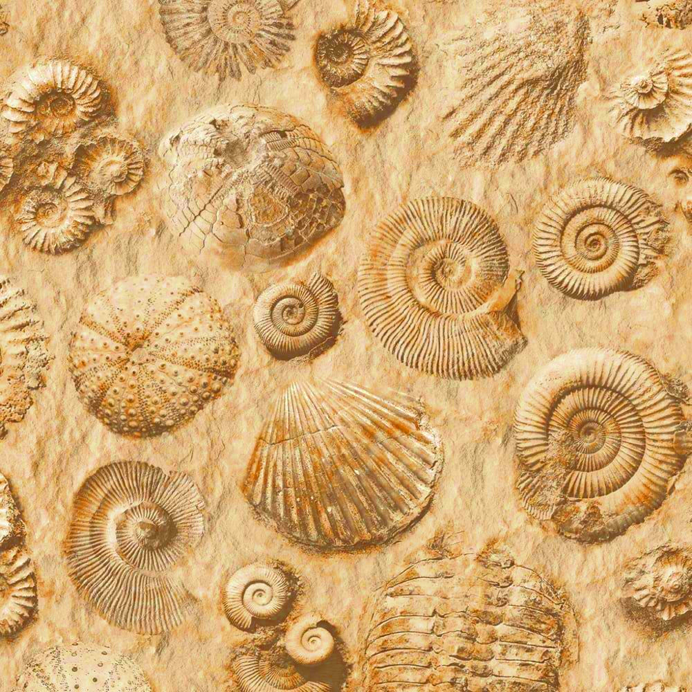 bed of fossil shells, used as background