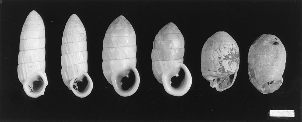 six fossil snails showing sequence from one species to another