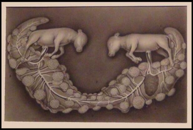 drawing of two bovine embryos joined at the placenta