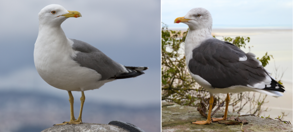 herring gull on left, lesser black-backed gull on right