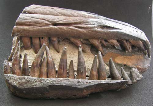 Ichthyosaur jaw with loose, jagged teeth