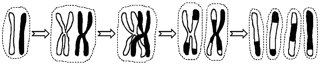 diagram of chromosomes re-assorting during meiosis