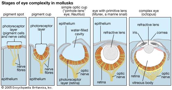 evolution of the mollusc eye