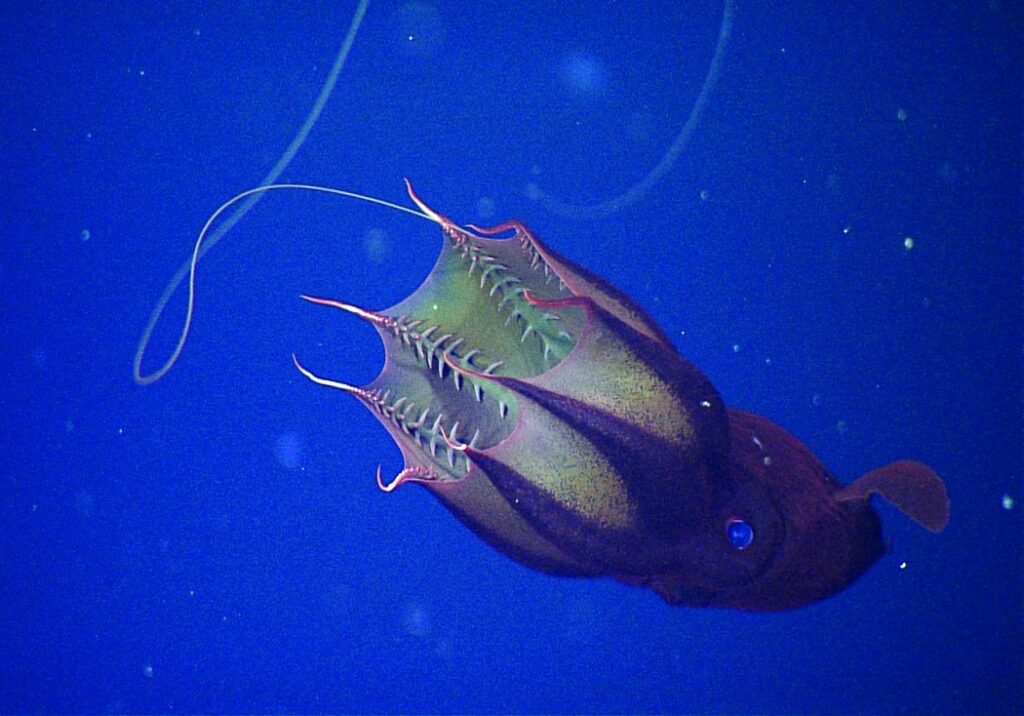 photo' or painting of vampire squid
