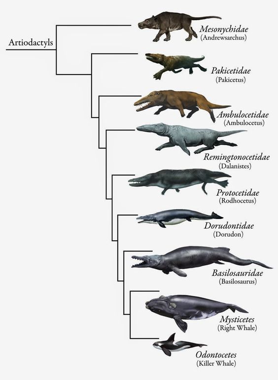 sequence of reconstructions of early to recent whales