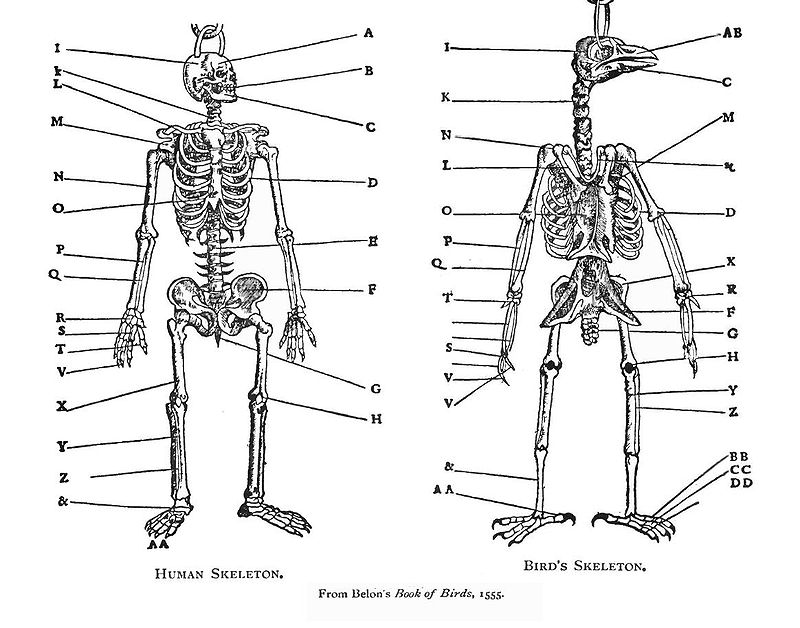 drawing of bird and human skeletons from Belon's Natural History of Birds