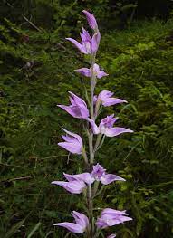 Red Helleborine