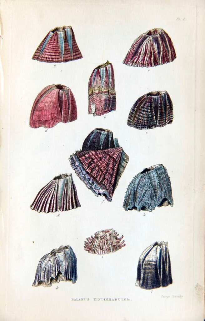 coloured drawing of barnacles