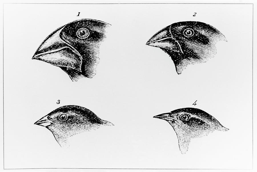 drawings of the heads of four finches