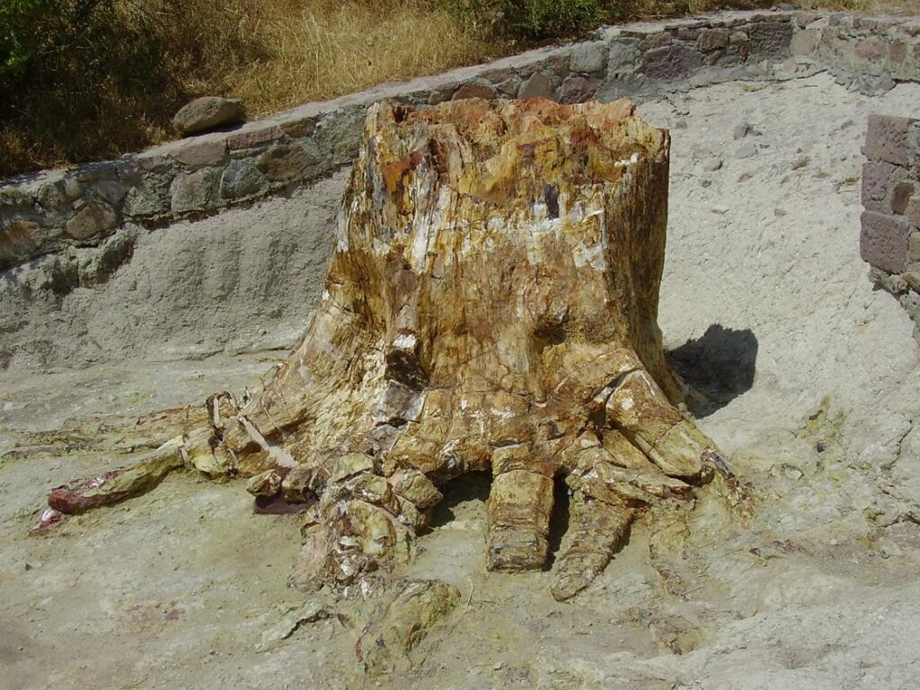 petrified tree on the island of Lesbos