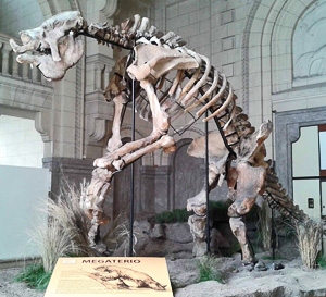 mounted skeleton of Megatherium