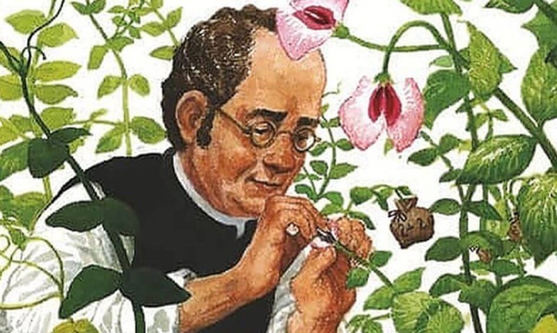 painting of Mendel pollinating peas