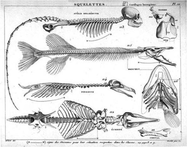 diagram of the central skeleton of various vertebrates