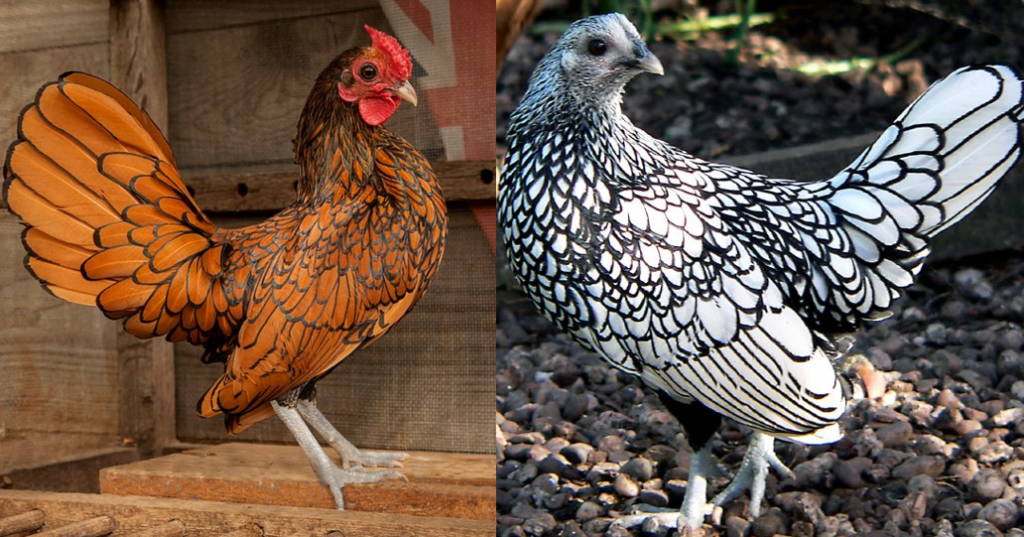 golden Sebright cock and silver Sebright hen
