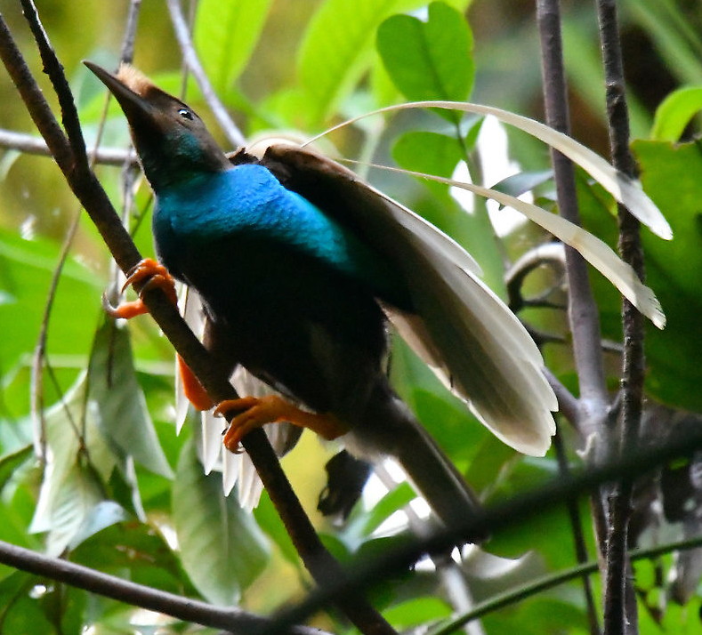 photo of bird of paradise