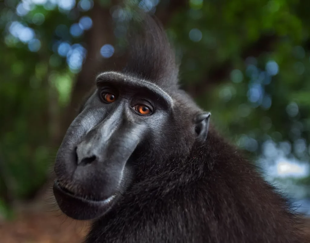 photo of head of black crested macaque