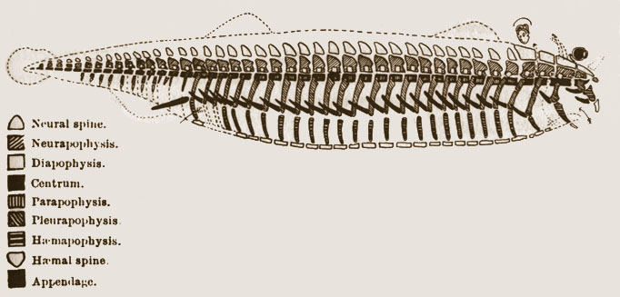 diagram of simple chordate