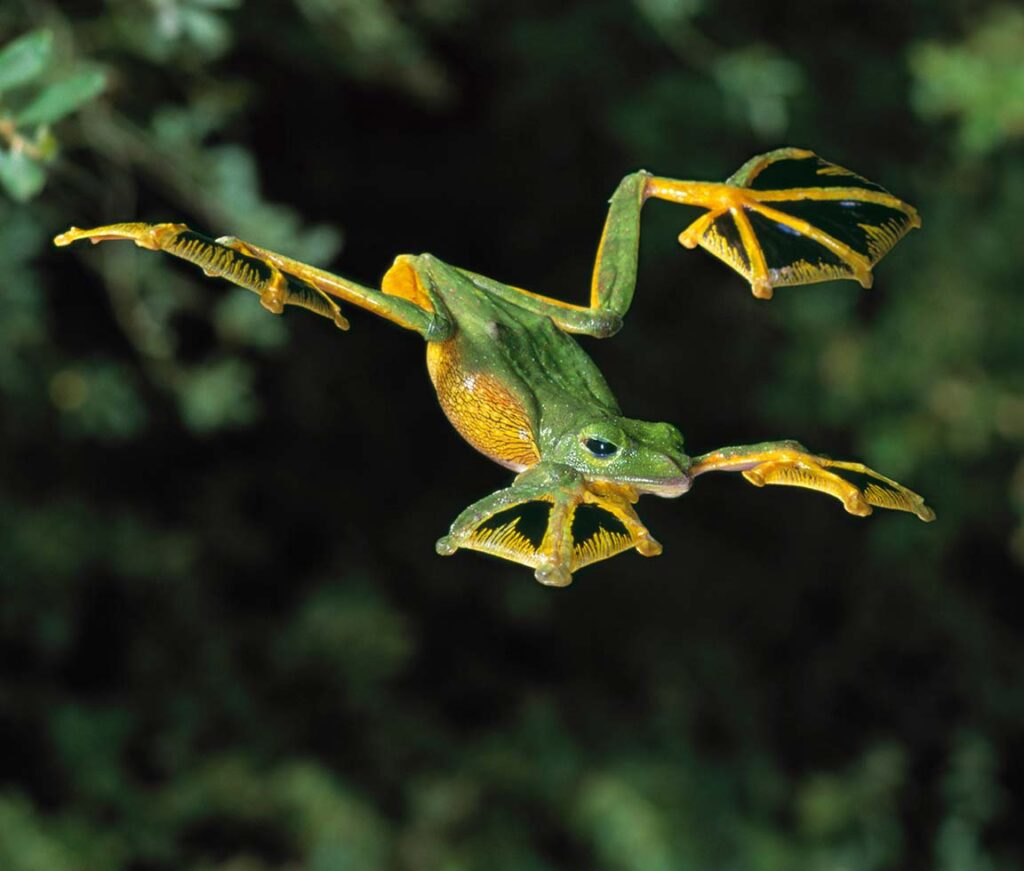 flying frog with black webs between its toes