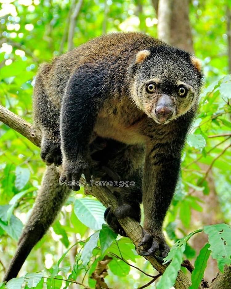 long-tailed, round-eyed brown animal on branch