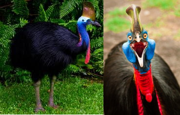 side view of cassowary and face view of one screaming at viewer
