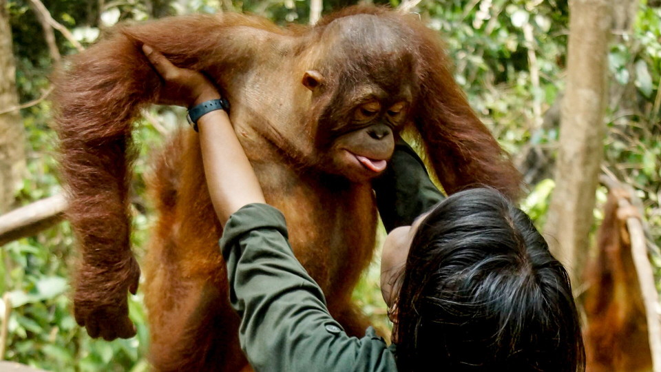 orangutan being lifted up by a human, and sticking her tongue out