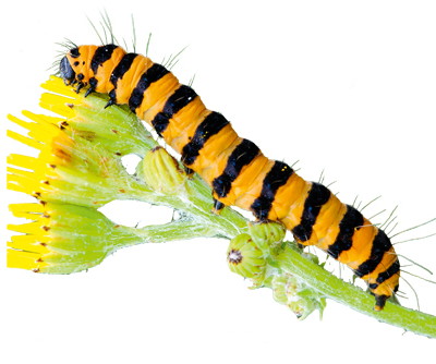 yellow and black striped caterpillar