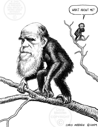 drawing of Darwin as bearded chimp, with chimp-Wallace in background