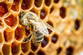 bee on honeycomb