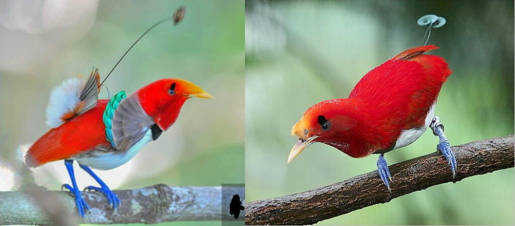 photos of bird of paradise displaying