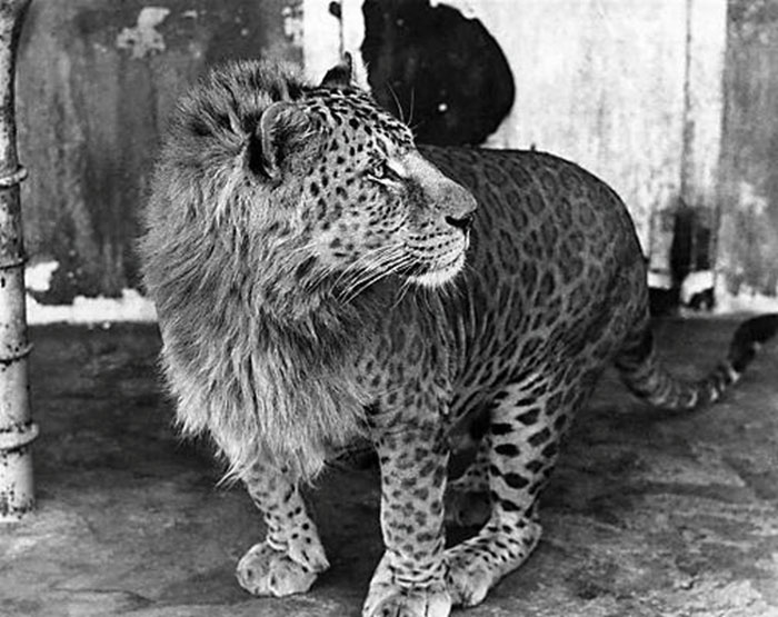 large feline with leopard spots and a lion's mane