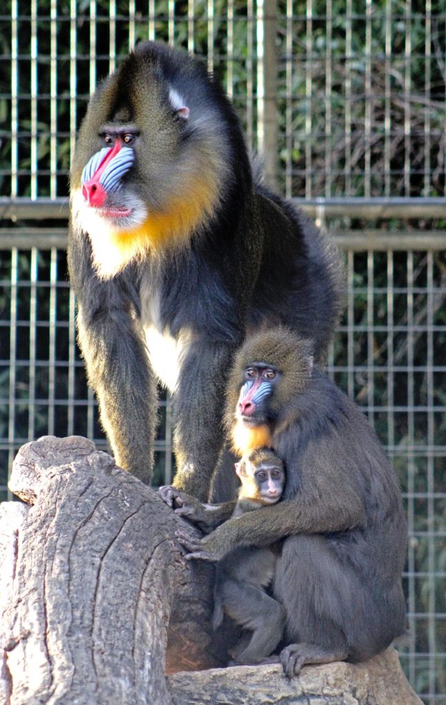 mandrill family