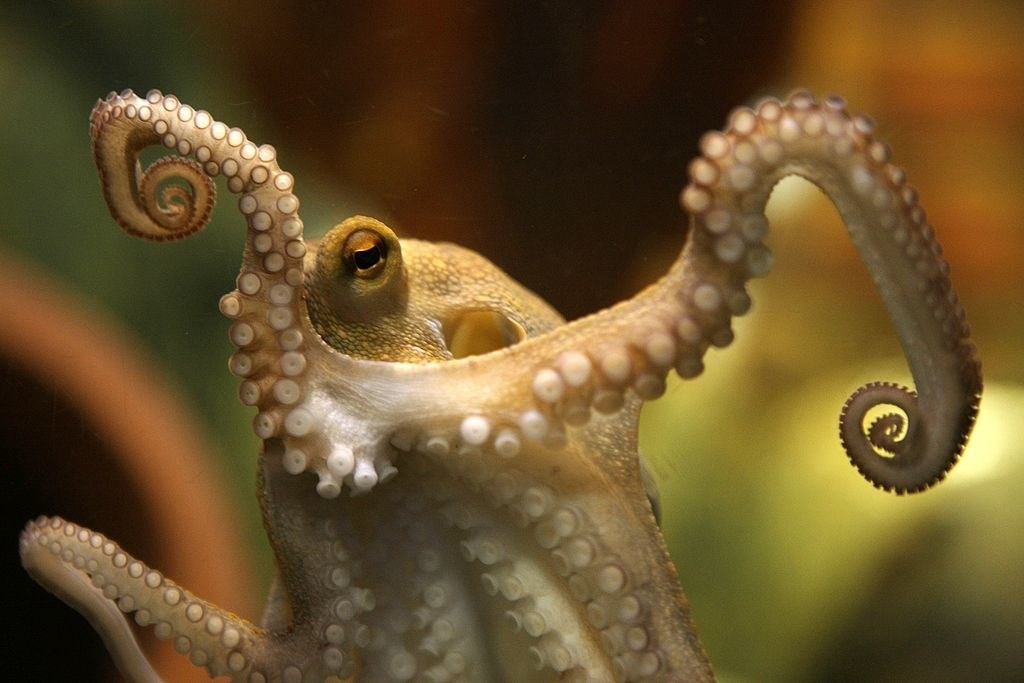 slightly creepy octopus