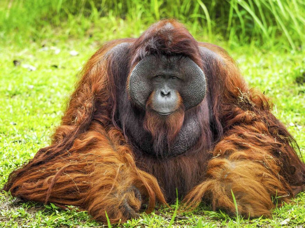 large male orangutan, seated facing the camera
