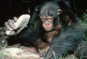 chimp using hammer and anvil stones