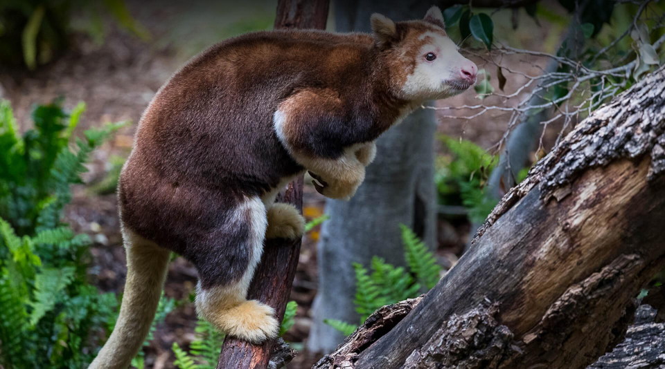 photo of tree kangaroo poised on branch